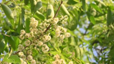 Ağaçta Syzygium cumini çiçekleri var. Genel adı Malabar eriği, Java eriği, siyah erik, jamun, jamun, jamun ve jambolan 'dır. Çiçek açan Myrtaceae bitkisindeki her zaman yeşil bir tropikal ağaçtır..