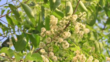 Ağaçta Syzygium cumini çiçekleri var. Genel adı Malabar eriği, Java eriği, siyah erik, jamun, jamun, jamun ve jambolan 'dır. Çiçek açan Myrtaceae bitkisindeki her zaman yeşil bir tropikal ağaçtır..