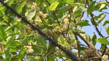 Ağaçta Syzygium cumini çiçekleri var. Genel adı Malabar eriği, Java eriği, siyah erik, jamun, jamun, jamun ve jambolan 'dır. Çiçek açan Myrtaceae bitkisindeki her zaman yeşil bir tropikal ağaçtır..