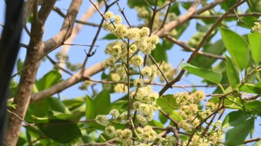 Ağaçta Syzygium cumini çiçekleri var. Genel adı Malabar eriği, Java eriği, siyah erik, jamun, jamun, jamun ve jambolan 'dır. Çiçek açan Myrtaceae bitkisindeki her zaman yeşil bir tropikal ağaçtır..