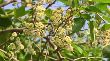 Ağaçta Syzygium cumini çiçekleri var. Genel adı Malabar eriği, Java eriği, siyah erik, jamun, jamun, jamun ve jambolan 'dır. Çiçek açan Myrtaceae bitkisindeki her zaman yeşil bir tropikal ağaçtır..