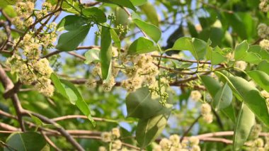 Ağaçta Syzygium cumini çiçekleri var. Genel adı Malabar eriği, Java eriği, siyah erik, jamun, jamun, jamun ve jambolan 'dır. Çiçek açan Myrtaceae bitkisindeki her zaman yeşil bir tropikal ağaçtır..