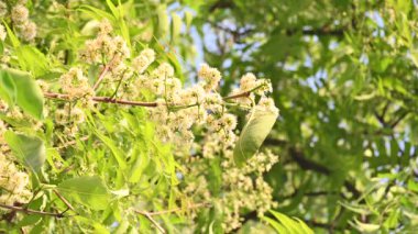 Ağaçta Syzygium cumini çiçekleri var. Genel adı Malabar eriği, Java eriği, siyah erik, jamun, jamun, jamun ve jambolan 'dır. Çiçek açan Myrtaceae bitkisindeki her zaman yeşil bir tropikal ağaçtır..
