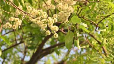 Ağaçta Syzygium cumini çiçekleri var. Genel adı Malabar eriği, Java eriği, siyah erik, jamun, jamun, jamun ve jambolan 'dır. Çiçek açan Myrtaceae bitkisindeki her zaman yeşil bir tropikal ağaçtır..