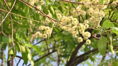 Ağaçta Syzygium cumini çiçekleri var. Genel adı Malabar eriği, Java eriği, siyah erik, jamun, jamun, jamun ve jambolan 'dır. Çiçek açan Myrtaceae bitkisindeki her zaman yeşil bir tropikal ağaçtır..