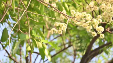 Ağaçta Syzygium cumini çiçekleri var. Genel adı Malabar eriği, Java eriği, siyah erik, jamun, jamun, jamun ve jambolan 'dır. Çiçek açan Myrtaceae bitkisindeki her zaman yeşil bir tropikal ağaçtır..