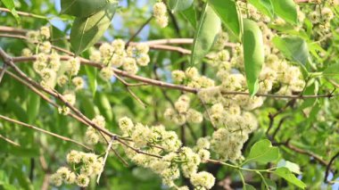 Ağaçta Syzygium cumini çiçekleri var. Genel adı Malabar eriği, Java eriği, siyah erik, jamun, jamun, jamun ve jambolan 'dır. Çiçek açan Myrtaceae bitkisindeki her zaman yeşil bir tropikal ağaçtır..