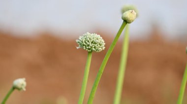 Bulanık arkaplanda soğan çiçeği. Bilindik soğan soğanı ve soğanı. Bu bitki cinsi Allium cinsinin en yaygın olarak yetiştirilen türüdür..