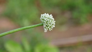 Bulanık arkaplanda soğan çiçeği. Bilindik soğan soğanı ve soğanı. Bu bitki cinsi Allium cinsinin en yaygın olarak yetiştirilen türüdür..