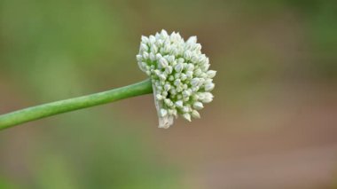 Bulanık arkaplanda soğan çiçeği. Bilindik soğan soğanı ve soğanı. Bu bitki cinsi Allium cinsinin en yaygın olarak yetiştirilen türüdür..