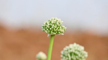 Bulanık arkaplanda soğan çiçeği. Bilindik soğan soğanı ve soğanı. Bu bitki cinsi Allium cinsinin en yaygın olarak yetiştirilen türüdür..