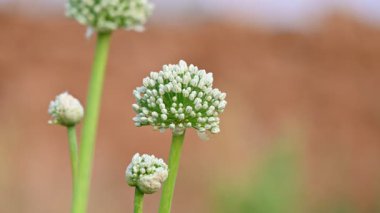 Bulanık arkaplanda soğan çiçeği. Bilindik soğan soğanı ve soğanı. Bu bitki cinsi Allium cinsinin en yaygın olarak yetiştirilen türüdür..
