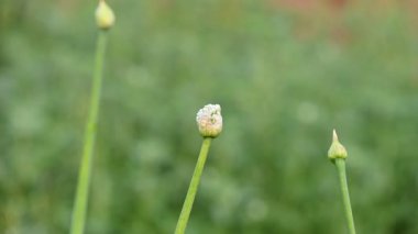 Bulanık arkaplanda soğan çiçeği. Bilindik soğan soğanı ve soğanı. Bu bitki cinsi Allium cinsinin en yaygın olarak yetiştirilen türüdür..