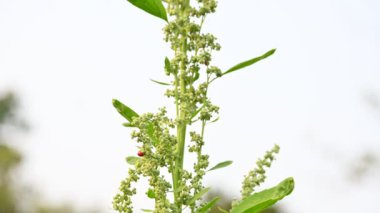 Chenopodium albüm bitkileri. Chenopodium cinsi içinde hızla büyüyen bir ottur. Kuzu konutları, eritme, kaz ayağı, yabani spinachand-hen. Çok popüler bir sebzedir..