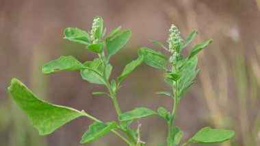 Chenopodium albüm bitkileri. Chenopodium cinsi içinde hızla büyüyen bir ottur. Kuzu konutları, eritme, kaz ayağı, yabani spinachand-hen. Çok popüler bir sebzedir..