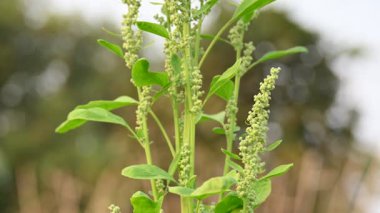 Chenopodium albüm bitkileri. Chenopodium cinsi içinde hızla büyüyen bir ottur. Kuzu konutları, eritme, kaz ayağı, yabani spinachand-hen. Çok popüler bir sebzedir..
