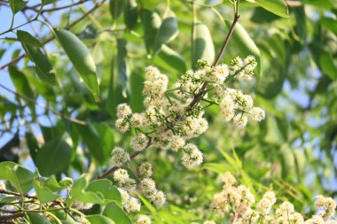 Ağaçta Syzygium cumini çiçekleri var. Genel adı Malabar eriği, Java eriği, siyah erik, jamun, jamun, jamun ve jambolan 'dır. Çiçek açan Myrtaceae bitkisindeki her zaman yeşil bir tropikal ağaçtır..