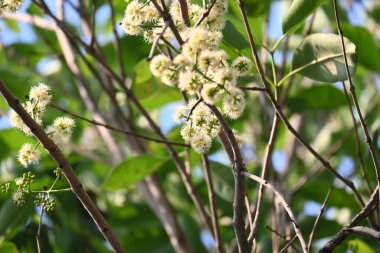 Ağaçta Syzygium cumini çiçekleri var. Genel adı Malabar eriği, Java eriği, siyah erik, jamun, jamun, jamun ve jambolan 'dır. Çiçek açan Myrtaceae bitkisindeki her zaman yeşil bir tropikal ağaçtır..