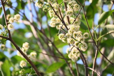 Ağaçta Syzygium cumini çiçekleri var. Genel adı Malabar eriği, Java eriği, siyah erik, jamun, jamun, jamun ve jambolan 'dır. Çiçek açan Myrtaceae bitkisindeki her zaman yeşil bir tropikal ağaçtır..