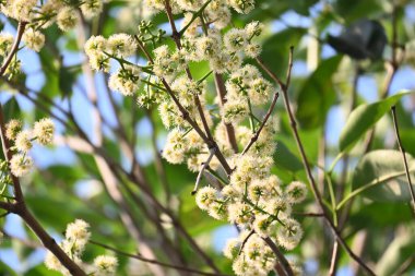 Ağaçta Syzygium cumini çiçekleri var. Genel adı Malabar eriği, Java eriği, siyah erik, jamun, jamun, jamun ve jambolan 'dır. Çiçek açan Myrtaceae bitkisindeki her zaman yeşil bir tropikal ağaçtır..
