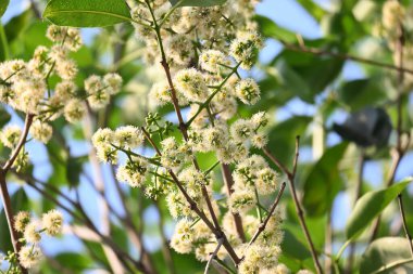 Ağaçta Syzygium cumini çiçekleri var. Genel adı Malabar eriği, Java eriği, siyah erik, jamun, jamun, jamun ve jambolan 'dır. Çiçek açan Myrtaceae bitkisindeki her zaman yeşil bir tropikal ağaçtır..