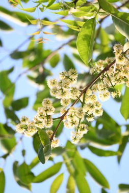 Ağaçta Syzygium cumini çiçekleri var. Genel adı Malabar eriği, Java eriği, siyah erik, jamun, jamun, jamun ve jambolan 'dır. Çiçek açan Myrtaceae bitkisindeki her zaman yeşil bir tropikal ağaçtır..