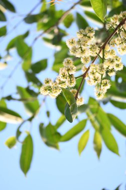 Ağaçta Syzygium cumini çiçekleri var. Genel adı Malabar eriği, Java eriği, siyah erik, jamun, jamun, jamun ve jambolan 'dır. Çiçek açan Myrtaceae bitkisindeki her zaman yeşil bir tropikal ağaçtır..