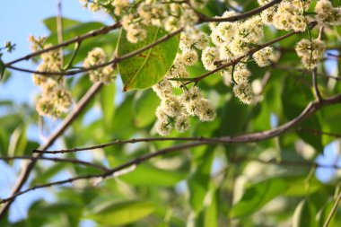 Ağaçta Syzygium cumini çiçekleri var. Genel adı Malabar eriği, Java eriği, siyah erik, jamun, jamun, jamun ve jambolan 'dır. Çiçek açan Myrtaceae bitkisindeki her zaman yeşil bir tropikal ağaçtır..