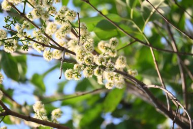 Ağaçta Syzygium cumini çiçekleri var. Genel adı Malabar eriği, Java eriği, siyah erik, jamun, jamun, jamun ve jambolan 'dır. Çiçek açan Myrtaceae bitkisindeki her zaman yeşil bir tropikal ağaçtır..