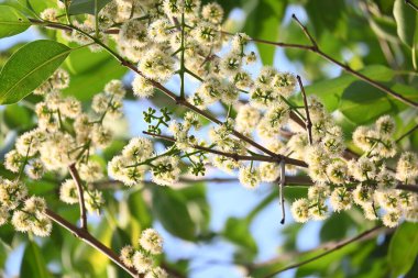 Ağaçta Syzygium cumini çiçekleri var. Genel adı Malabar eriği, Java eriği, siyah erik, jamun, jamun, jamun ve jambolan 'dır. Çiçek açan Myrtaceae bitkisindeki her zaman yeşil bir tropikal ağaçtır..