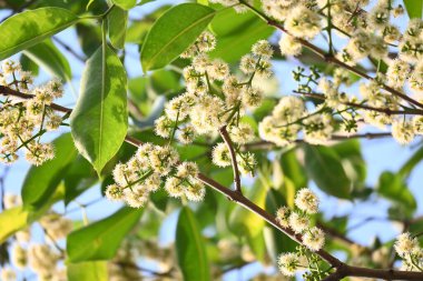 Ağaçta Syzygium cumini çiçekleri var. Genel adı Malabar eriği, Java eriği, siyah erik, jamun, jamun, jamun ve jambolan 'dır. Çiçek açan Myrtaceae bitkisindeki her zaman yeşil bir tropikal ağaçtır..