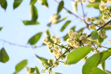 Ağaçta Syzygium cumini çiçekleri var. Genel adı Malabar eriği, Java eriği, siyah erik, jamun, jamun, jamun ve jambolan 'dır. Çiçek açan Myrtaceae bitkisindeki her zaman yeşil bir tropikal ağaçtır..
