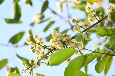 Ağaçta Syzygium cumini çiçekleri var. Genel adı Malabar eriği, Java eriği, siyah erik, jamun, jamun, jamun ve jambolan 'dır. Çiçek açan Myrtaceae bitkisindeki her zaman yeşil bir tropikal ağaçtır..