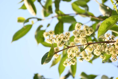 Ağaçta Syzygium cumini çiçekleri var. Genel adı Malabar eriği, Java eriği, siyah erik, jamun, jamun, jamun ve jambolan 'dır. Çiçek açan Myrtaceae bitkisindeki her zaman yeşil bir tropikal ağaçtır..