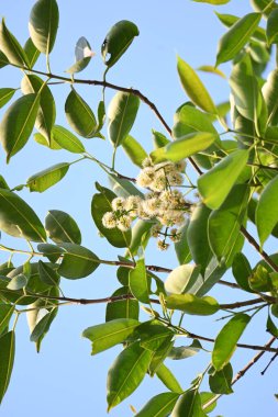 Ağaçta Syzygium cumini çiçekleri var. Genel adı Malabar eriği, Java eriği, siyah erik, jamun, jamun, jamun ve jambolan 'dır. Çiçek açan Myrtaceae bitkisindeki her zaman yeşil bir tropikal ağaçtır..