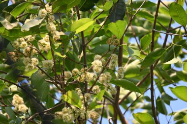 Ağaçta Syzygium cumini çiçekleri var. Genel adı Malabar eriği, Java eriği, siyah erik, jamun, jamun, jamun ve jambolan 'dır. Çiçek açan Myrtaceae bitkisindeki her zaman yeşil bir tropikal ağaçtır..