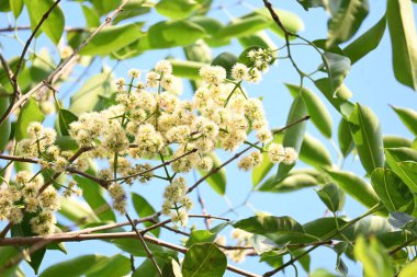 Ağaçta Syzygium cumini çiçekleri var. Genel adı Malabar eriği, Java eriği, siyah erik, jamun, jamun, jamun ve jambolan 'dır. Çiçek açan Myrtaceae bitkisindeki her zaman yeşil bir tropikal ağaçtır..