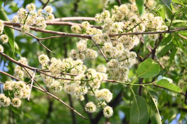 Ağaçta Syzygium cumini çiçekleri var. Genel adı Malabar eriği, Java eriği, siyah erik, jamun, jamun, jamun ve jambolan 'dır. Çiçek açan Myrtaceae bitkisindeki her zaman yeşil bir tropikal ağaçtır..