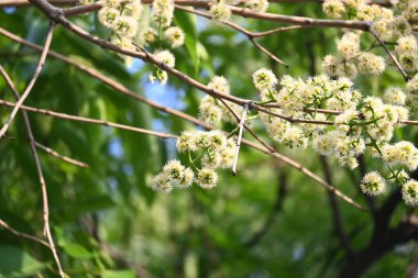 Ağaçta Syzygium cumini çiçekleri var. Genel adı Malabar eriği, Java eriği, siyah erik, jamun, jamun, jamun ve jambolan 'dır. Çiçek açan Myrtaceae bitkisindeki her zaman yeşil bir tropikal ağaçtır..