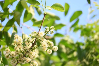 Ağaçta Syzygium cumini çiçekleri var. Genel adı Malabar eriği, Java eriği, siyah erik, jamun, jamun, jamun ve jambolan 'dır. Çiçek açan Myrtaceae bitkisindeki her zaman yeşil bir tropikal ağaçtır..