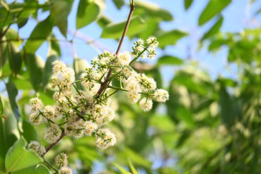 Ağaçta Syzygium cumini çiçekleri var. Genel adı Malabar eriği, Java eriği, siyah erik, jamun, jamun, jamun ve jambolan 'dır. Çiçek açan Myrtaceae bitkisindeki her zaman yeşil bir tropikal ağaçtır..