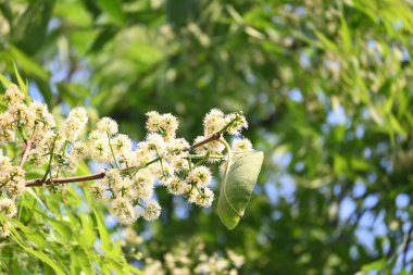Ağaçta Syzygium cumini çiçekleri var. Genel adı Malabar eriği, Java eriği, siyah erik, jamun, jamun, jamun ve jambolan 'dır. Çiçek açan Myrtaceae bitkisindeki her zaman yeşil bir tropikal ağaçtır..