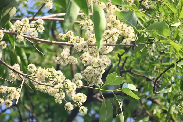Ağaçta Syzygium cumini çiçekleri var. Genel adı Malabar eriği, Java eriği, siyah erik, jamun, jamun, jamun ve jambolan 'dır. Çiçek açan Myrtaceae bitkisindeki her zaman yeşil bir tropikal ağaçtır..