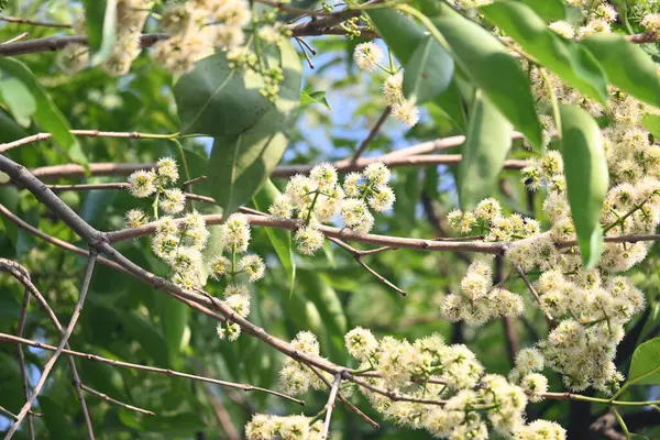 Ağaçta Syzygium cumini çiçekleri var. Genel adı Malabar eriği, Java eriği, siyah erik, jamun, jamun, jamun ve jambolan 'dır. Çiçek açan Myrtaceae bitkisindeki her zaman yeşil bir tropikal ağaçtır..