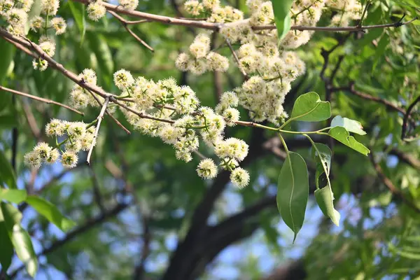 Ağaçta Syzygium cumini çiçekleri var. Genel adı Malabar eriği, Java eriği, siyah erik, jamun, jamun, jamun ve jambolan 'dır. Çiçek açan Myrtaceae bitkisindeki her zaman yeşil bir tropikal ağaçtır..