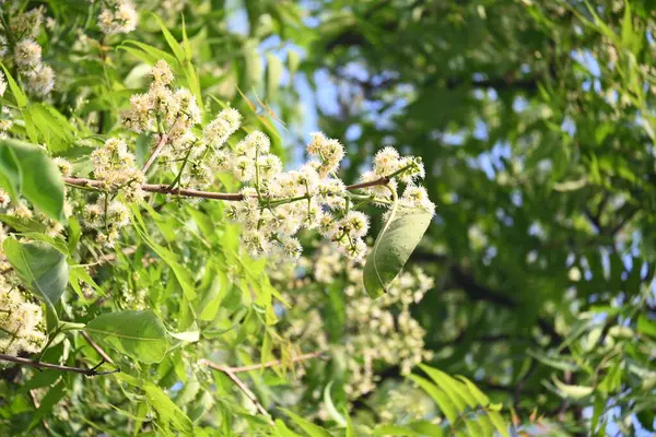 Ağaçta Syzygium cumini çiçekleri var. Genel adı Malabar eriği, Java eriği, siyah erik, jamun, jamun, jamun ve jambolan 'dır. Çiçek açan Myrtaceae bitkisindeki her zaman yeşil bir tropikal ağaçtır..