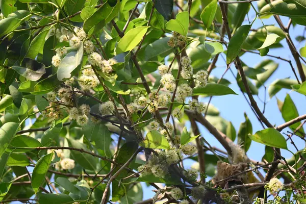 Ağaçta Syzygium cumini çiçekleri var. Genel adı Malabar eriği, Java eriği, siyah erik, jamun, jamun, jamun ve jambolan 'dır. Çiçek açan Myrtaceae bitkisindeki her zaman yeşil bir tropikal ağaçtır..