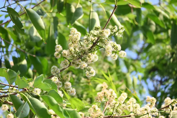 Ağaçta Syzygium cumini çiçekleri var. Genel adı Malabar eriği, Java eriği, siyah erik, jamun, jamun, jamun ve jambolan 'dır. Çiçek açan Myrtaceae bitkisindeki her zaman yeşil bir tropikal ağaçtır..