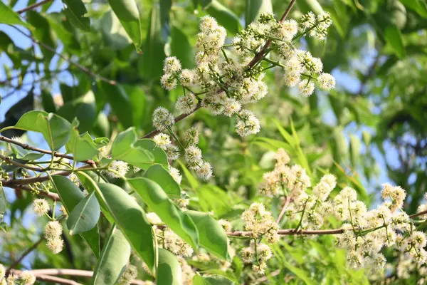 Ağaçta Syzygium cumini çiçekleri var. Genel adı Malabar eriği, Java eriği, siyah erik, jamun, jamun, jamun ve jambolan 'dır. Çiçek açan Myrtaceae bitkisindeki her zaman yeşil bir tropikal ağaçtır..
