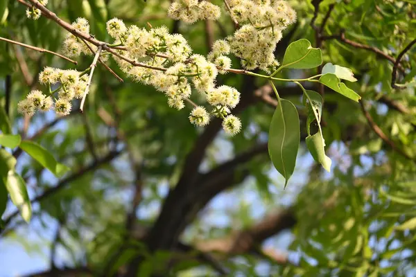 Ağaçta Syzygium cumini çiçekleri var. Genel adı Malabar eriği, Java eriği, siyah erik, jamun, jamun, jamun ve jambolan 'dır. Çiçek açan Myrtaceae bitkisindeki her zaman yeşil bir tropikal ağaçtır..